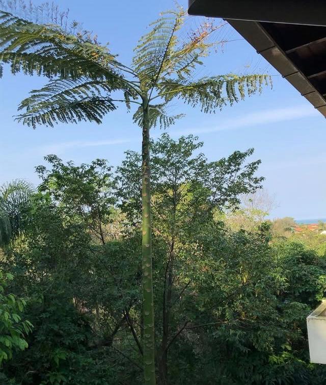 Casa Figueira Na Pedra Hotell Florianópolis Exteriör bild